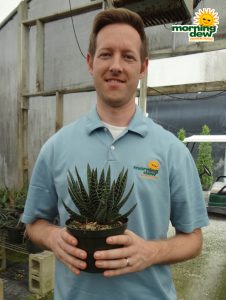 Succulents Haworthia