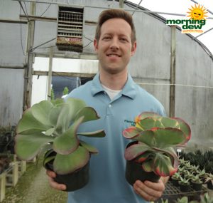 Succulents Kalanchoe Thyrsiflora