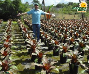 Bromeliad Alcantarea Imperialis