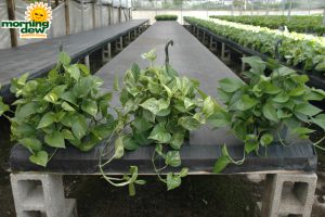 Hanging Basket Pothos Assorted