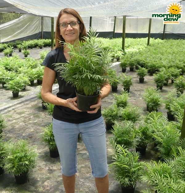 Palm Neanthe Bella parlor palm