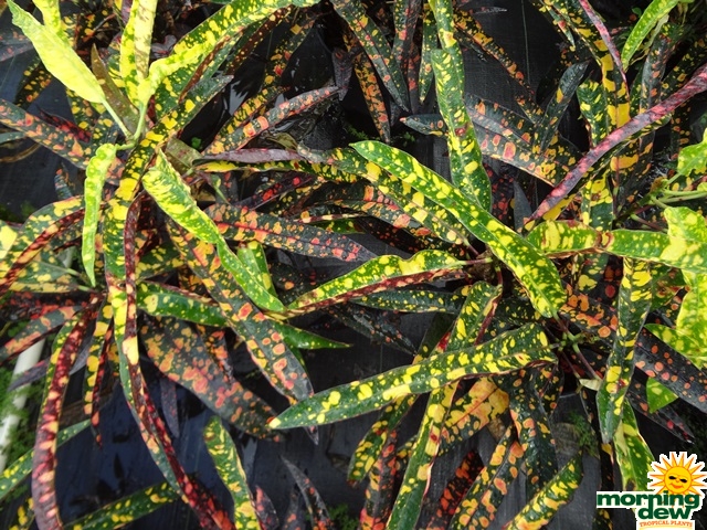 Croton Sloppy Painter Foliage