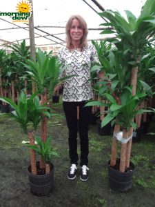 Dracaena Fragrans Cane