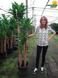 Dracaena Fragrans Cane