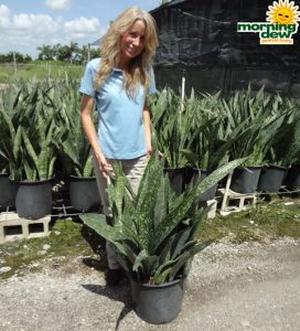 Sanseveria Jaboa snake plant