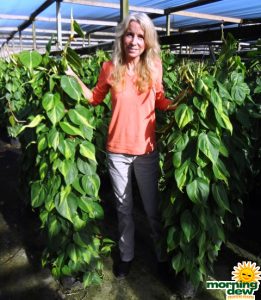 Totem Philodendron Brasil