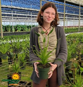 Alocasia Tiny Dancer 6 in