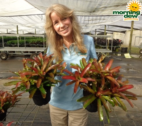 Bromeliad Neoregelia Fireball