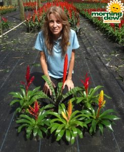 Bromeliad Vriesea Assorted