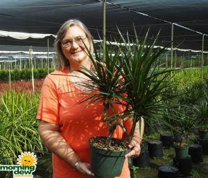 Dracaena Marginata Candelabra
