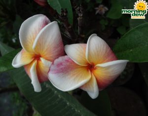 Plumeria Blooms