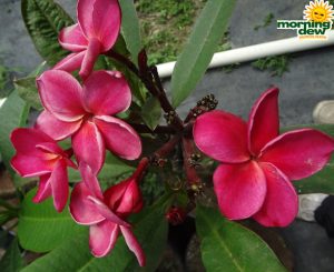 Flowering Plumeria Blooms