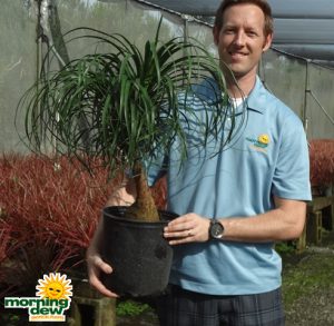 Ponytail Guatemalan palm