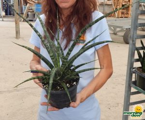 Sansevieria Fernwood 6 in