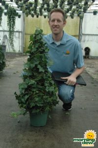 Topiary Ivy Tree