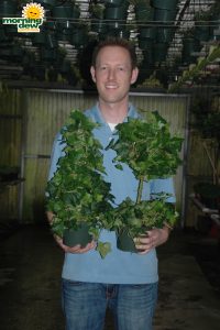 Topiary Ivy Tree Globe
