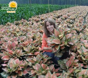 Aglaonema Red Valentine chinese evergreen