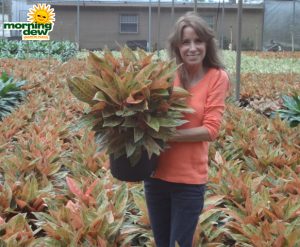 Aglaonema Tropic Passion chinese evergreen