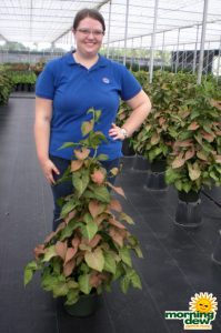 Pyramid Nephthytis syngonium