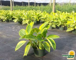 Ficus Altissima Golden Gem