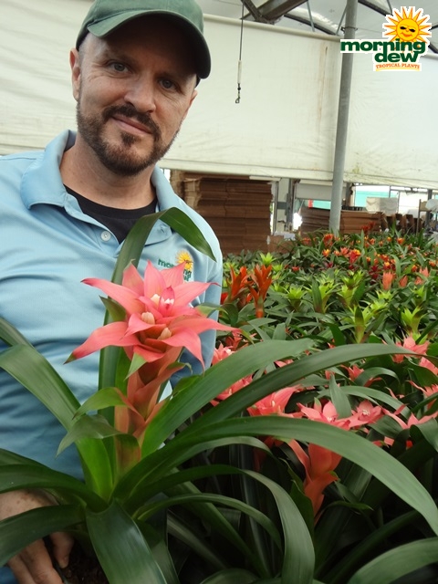 Bromeliad Guzmania Milena