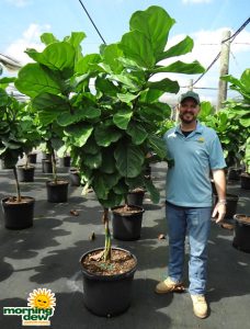 Ficus Lyrata Braid
