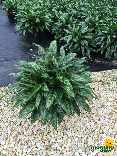Aglaonema Super Maria chinese evergreen