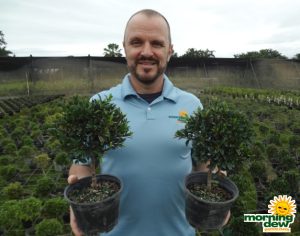 Bonsai Eugenia Myrtifolia Starts