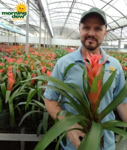 Bromeliad Guzmania Peach