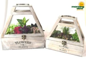 Dish Garden Assorted