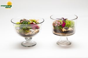 Dish Garden Assorted