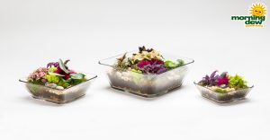 Dish Garden Assorted