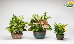 Dish Garden Ceramic Assorted