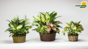 Dish Garden Metal Planter