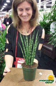 Sanseveria Fernwood snake plant