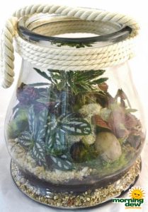 Terrarium Canister Style Glass Jar