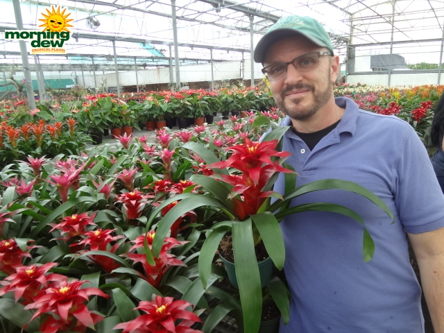 Bromeliad Guzmania Salinas