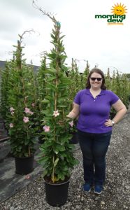 Mandevilla Pink Giant