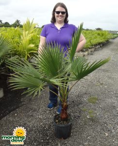 Washingtonia Robusta Palm