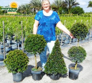 Topiary Eugenia Assorted