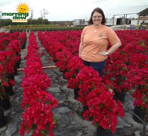 Bougainvillea Trellis
