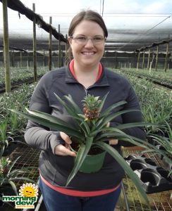 Pineapple fruit plant