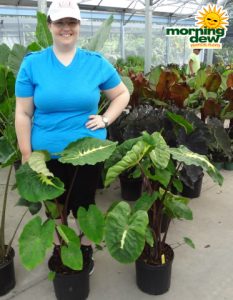 Colocasia White Lava