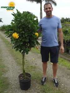 Hibiscus Braid Yellow Double tree