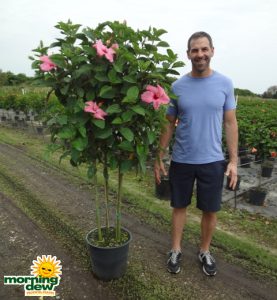 Hibiscus multi tree