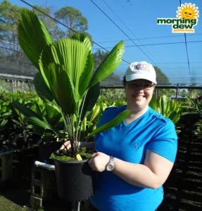 Palm Licuala Grandis