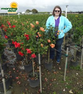 Hibiscus double tree