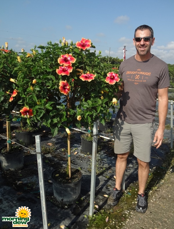 Hibiscus Standard Fiesta