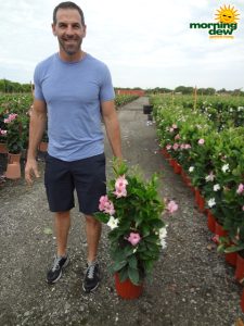 Mandevilla Multi Color