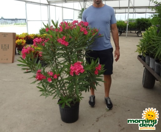 Oleander Bush Calypso Pink